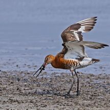 Feeding Godwit