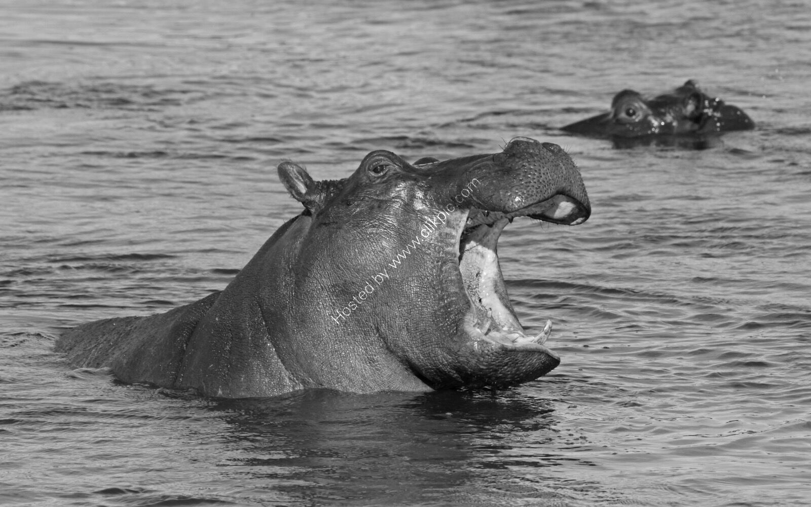 Hippopotamus