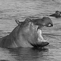 Hippopotamus