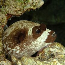 Night Dive with Sleeping Pufferfish - H/C