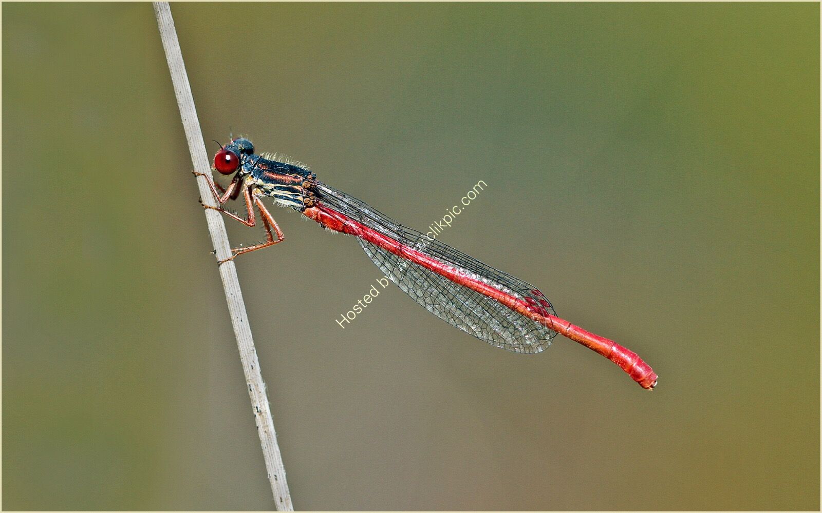 Small Red Damselfly