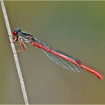 Small Red Damselfly