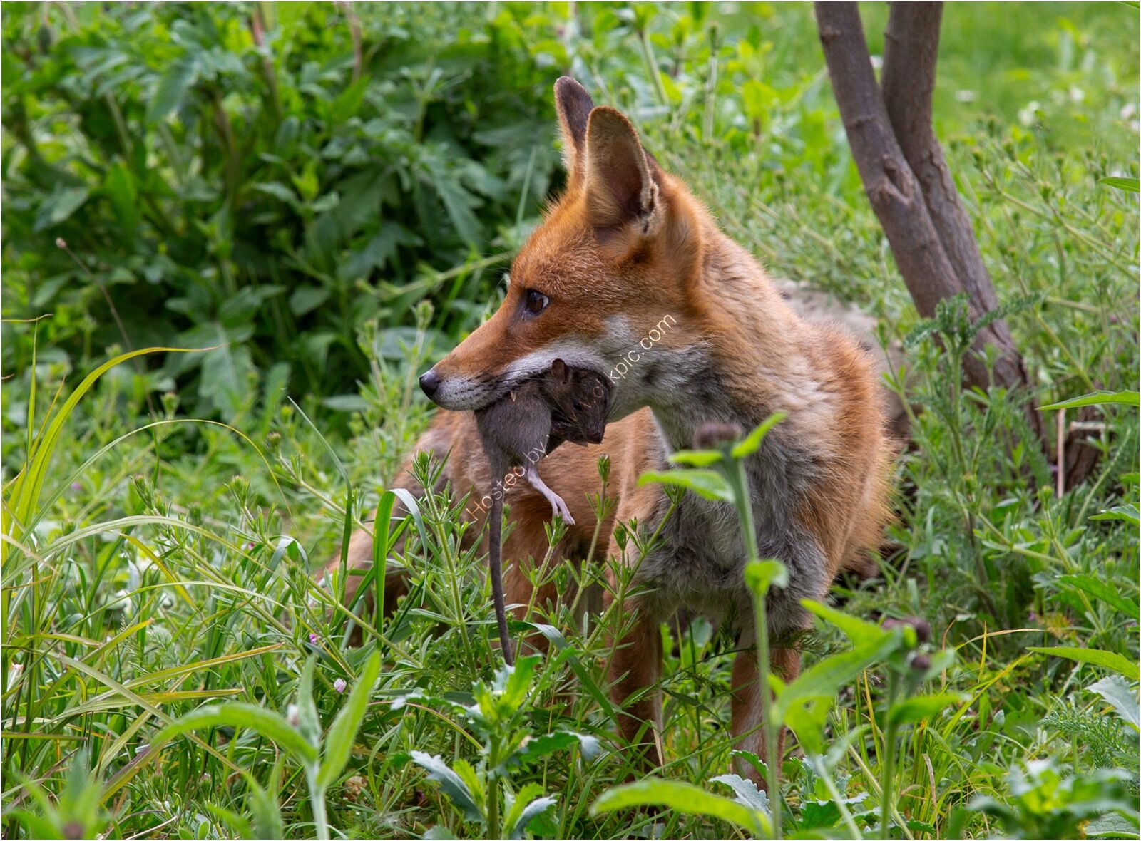 The Rat Catcher