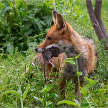 The Rat Catcher