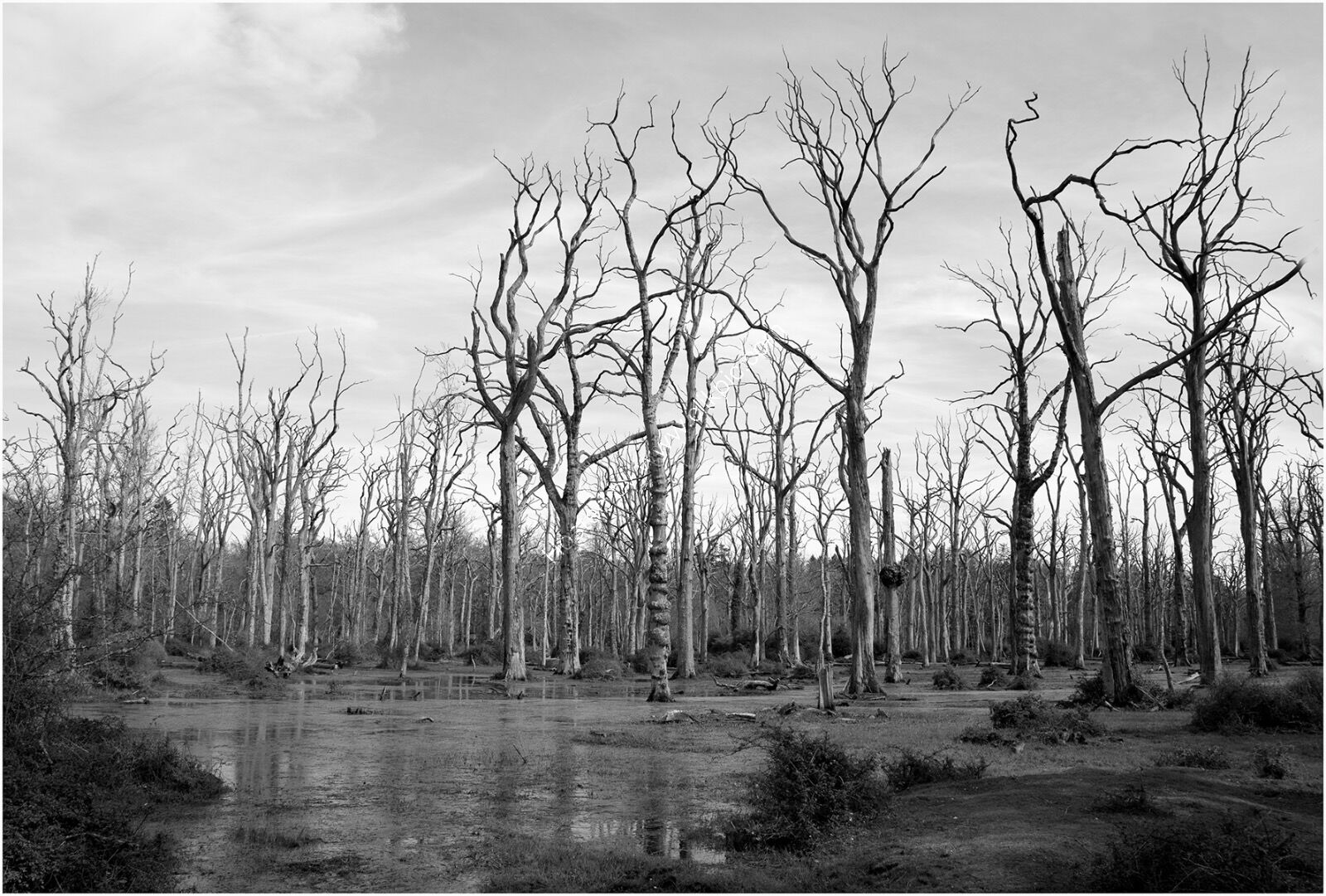 1st place.....The dead trees