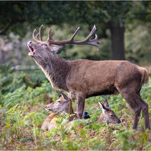 When I'm Calling You