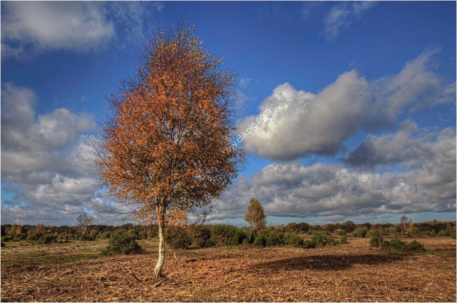 H/C - A silver birch tree in autumn colours