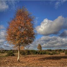 H/C - A silver birch tree in autumn colours
