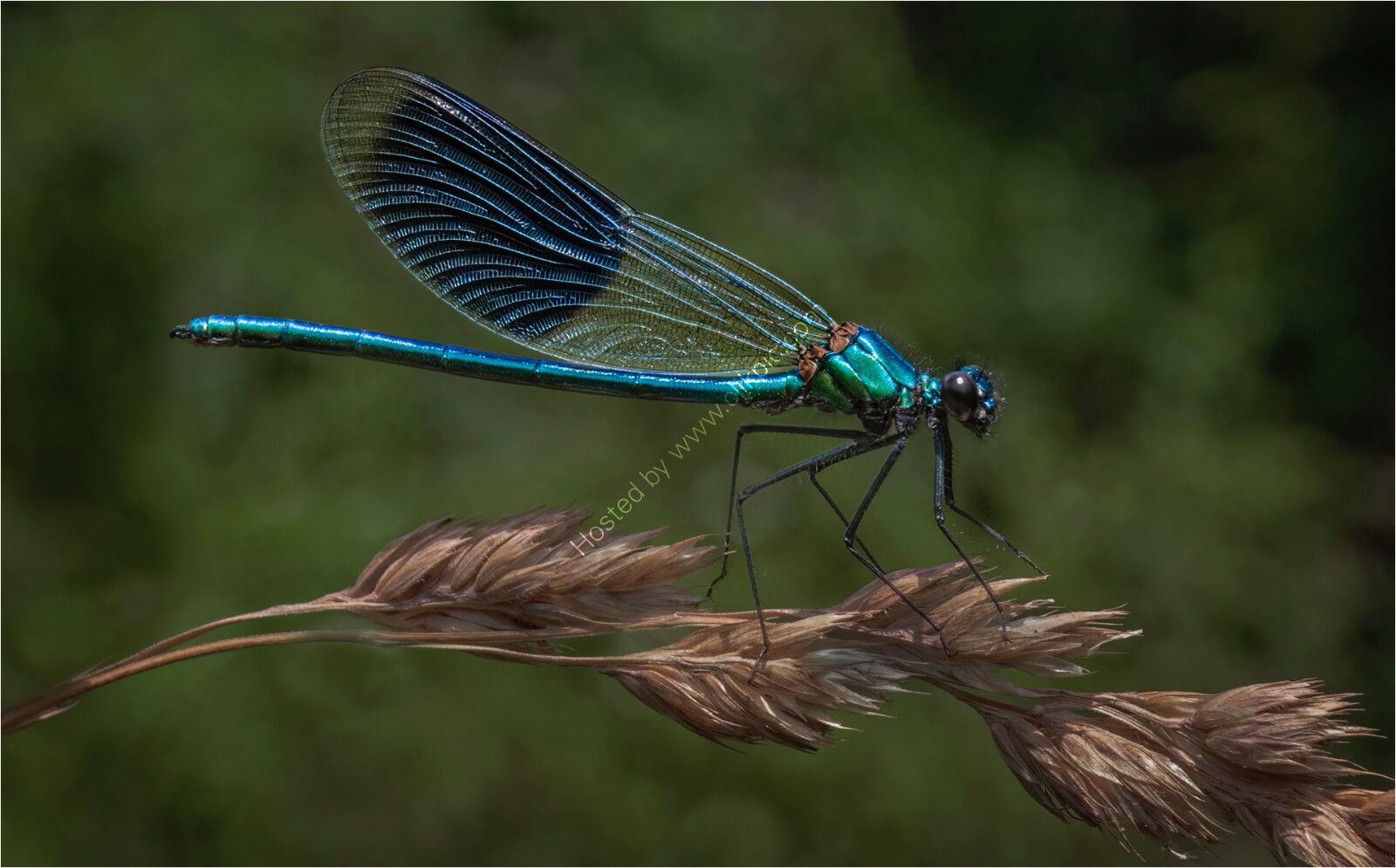 Beautiful Damoiselle - H/C -