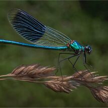 Beautiful Damoiselle - H/C -