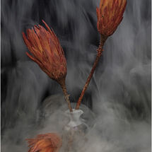 H/C Dried protea flowers