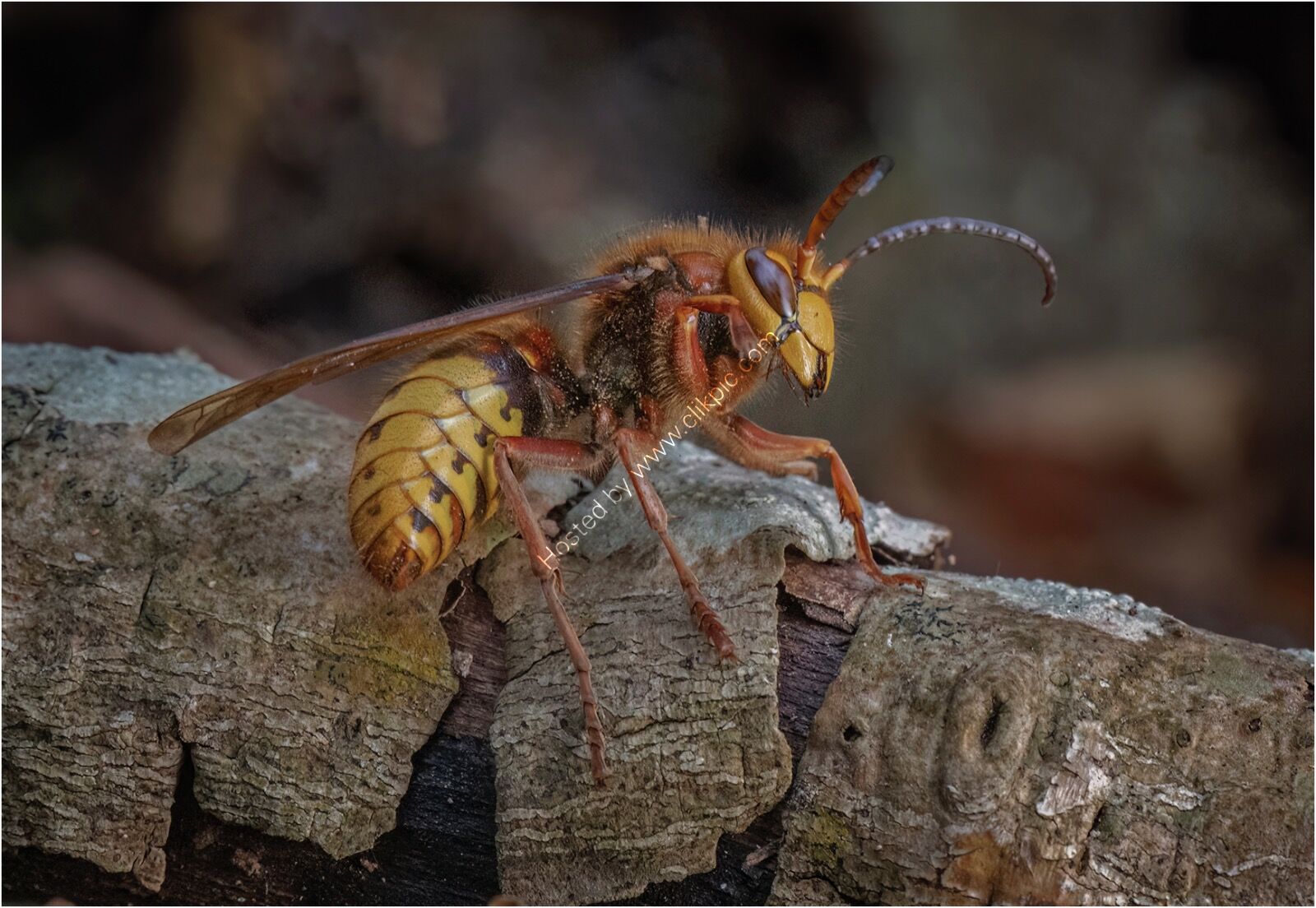 European Hornet looking for somewhere to hibernate