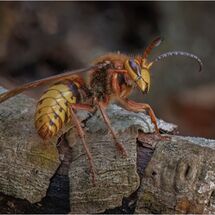 European Hornet looking for somewhere to hibernate
