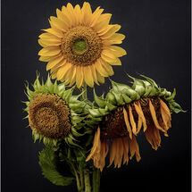 2nd - Fading sunflowers