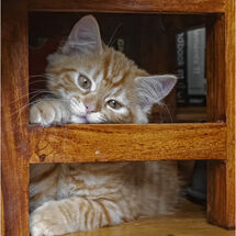 Hiding under the table - H/C