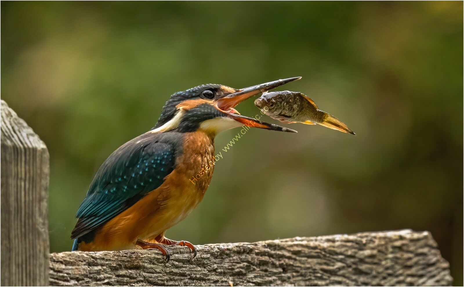 Kingfisher with lunch - H/C -