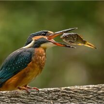 Kingfisher with lunch - H/C -