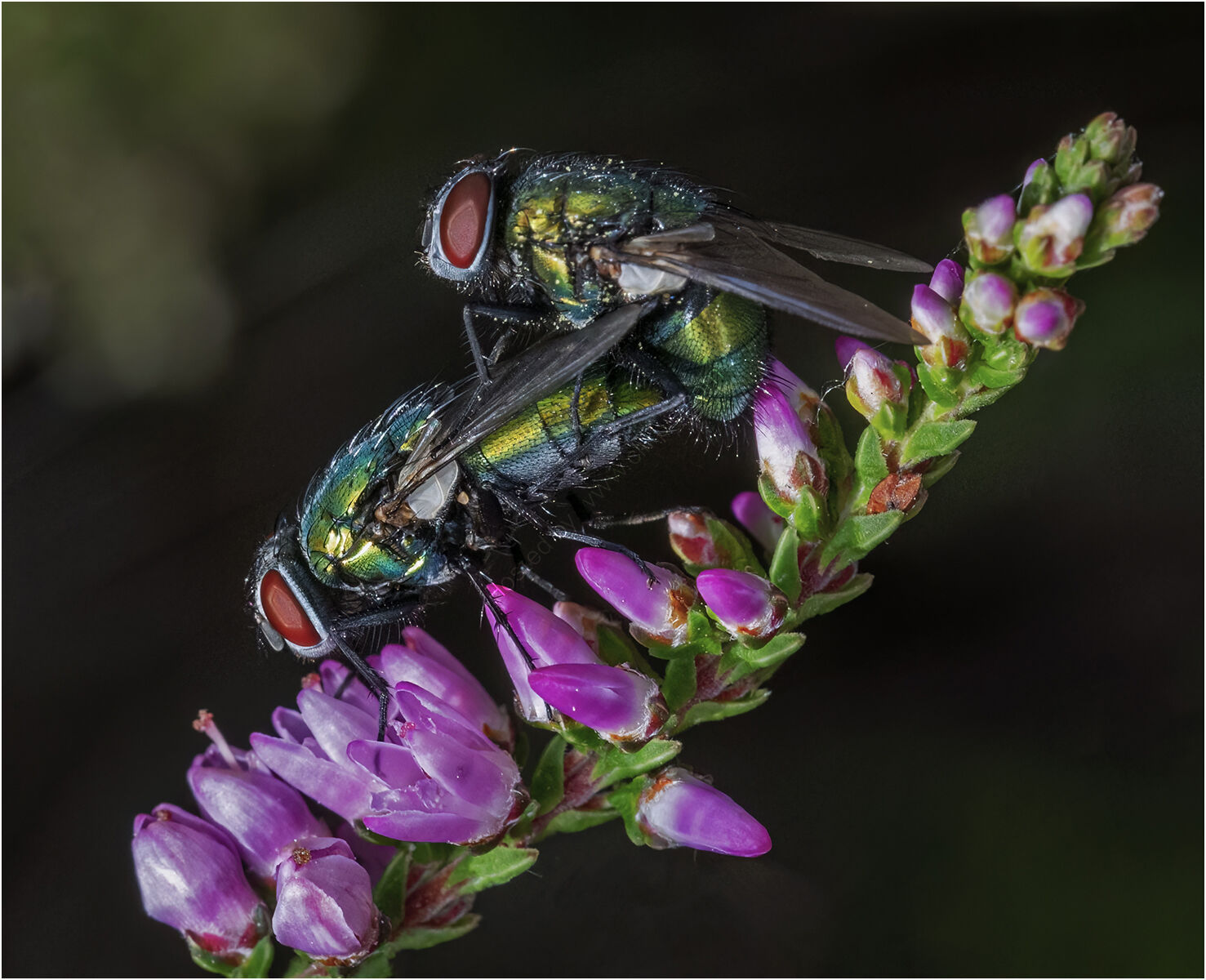 Mating flies