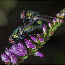 Mating flies