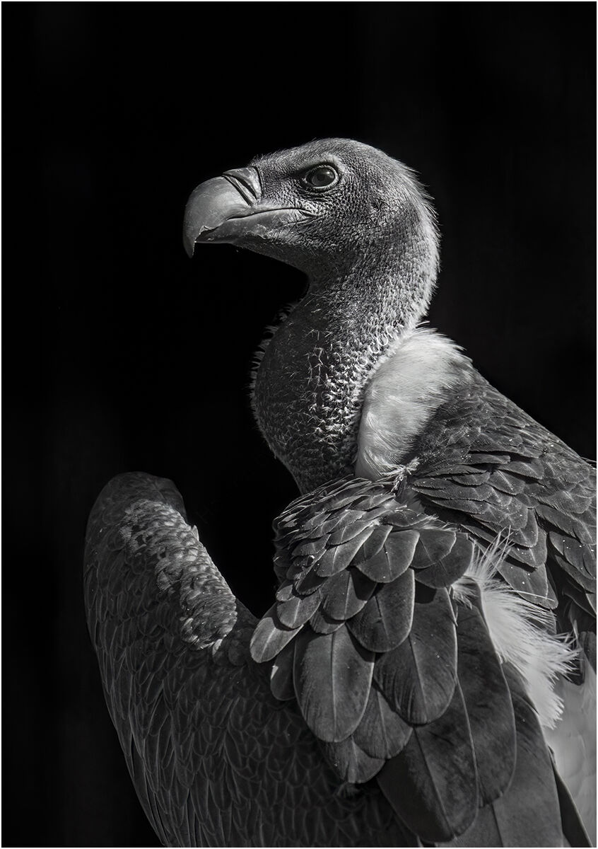 Portrait of an African White-Backed Vulture