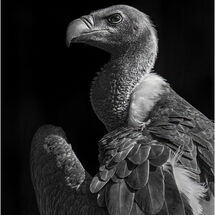 Portrait of an African White-Backed Vulture