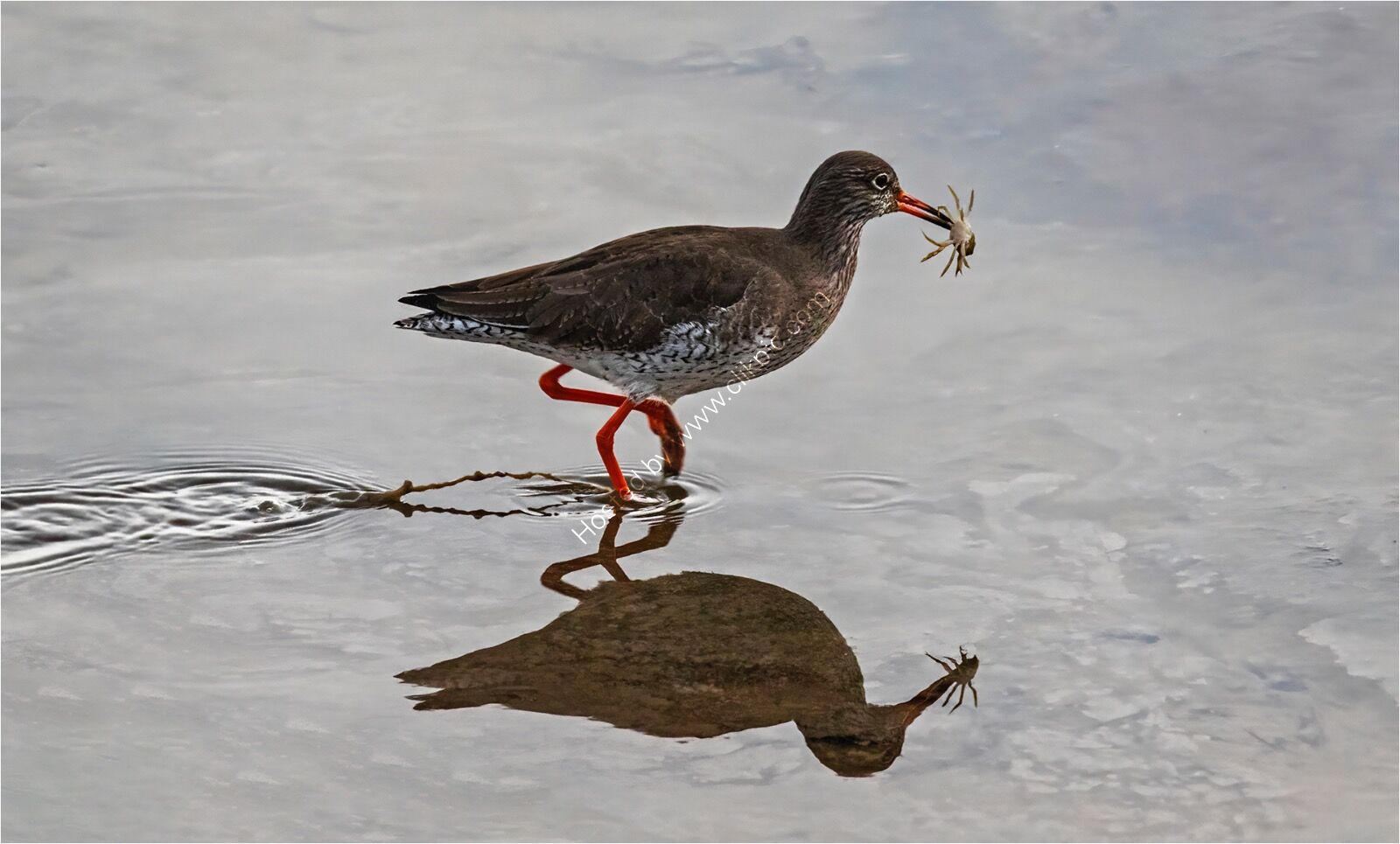 Redshank carrying a crab