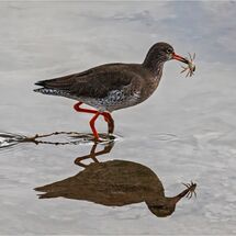 Redshank carrying a crab