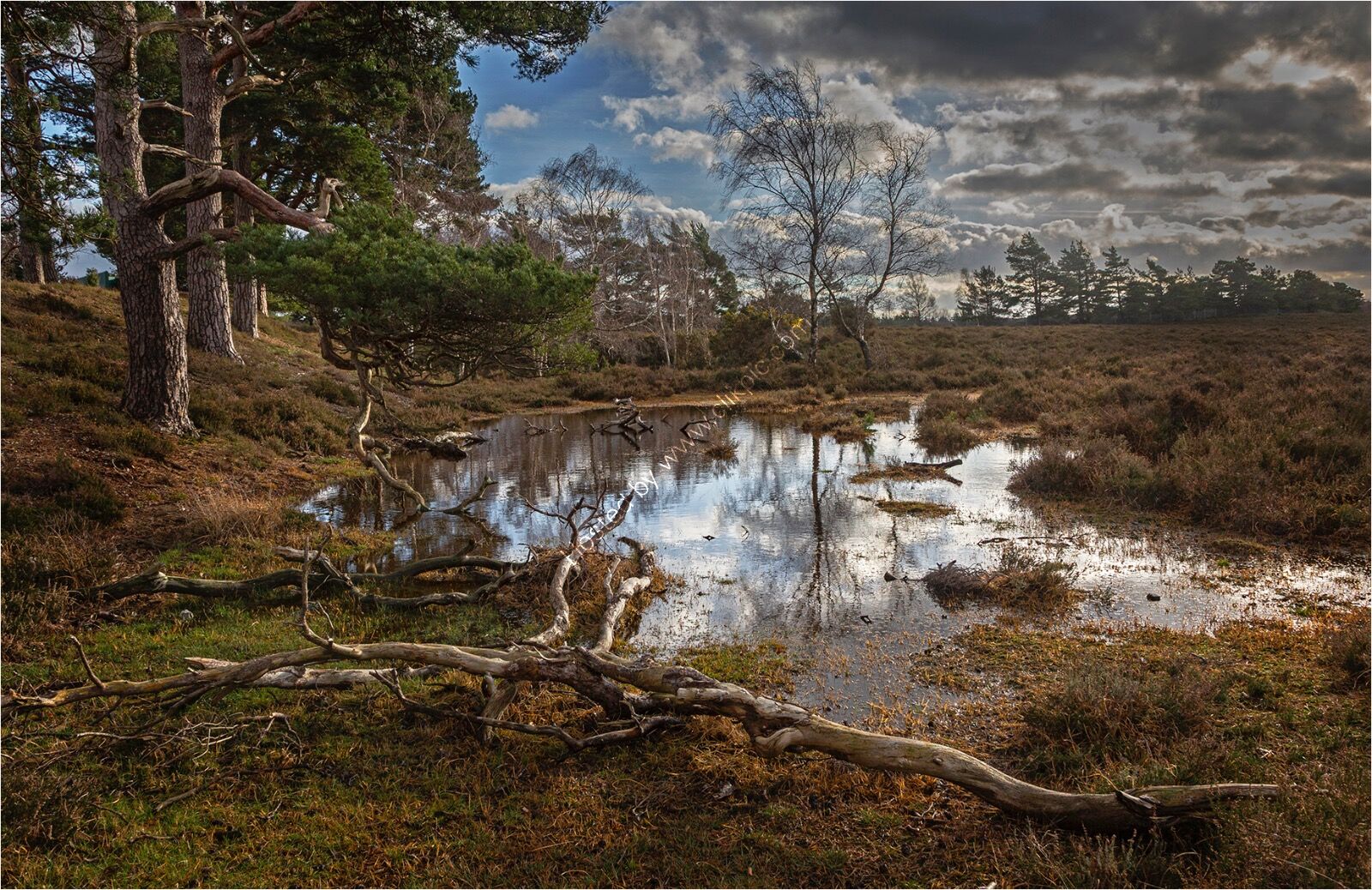 1st Place - Seasonal pond