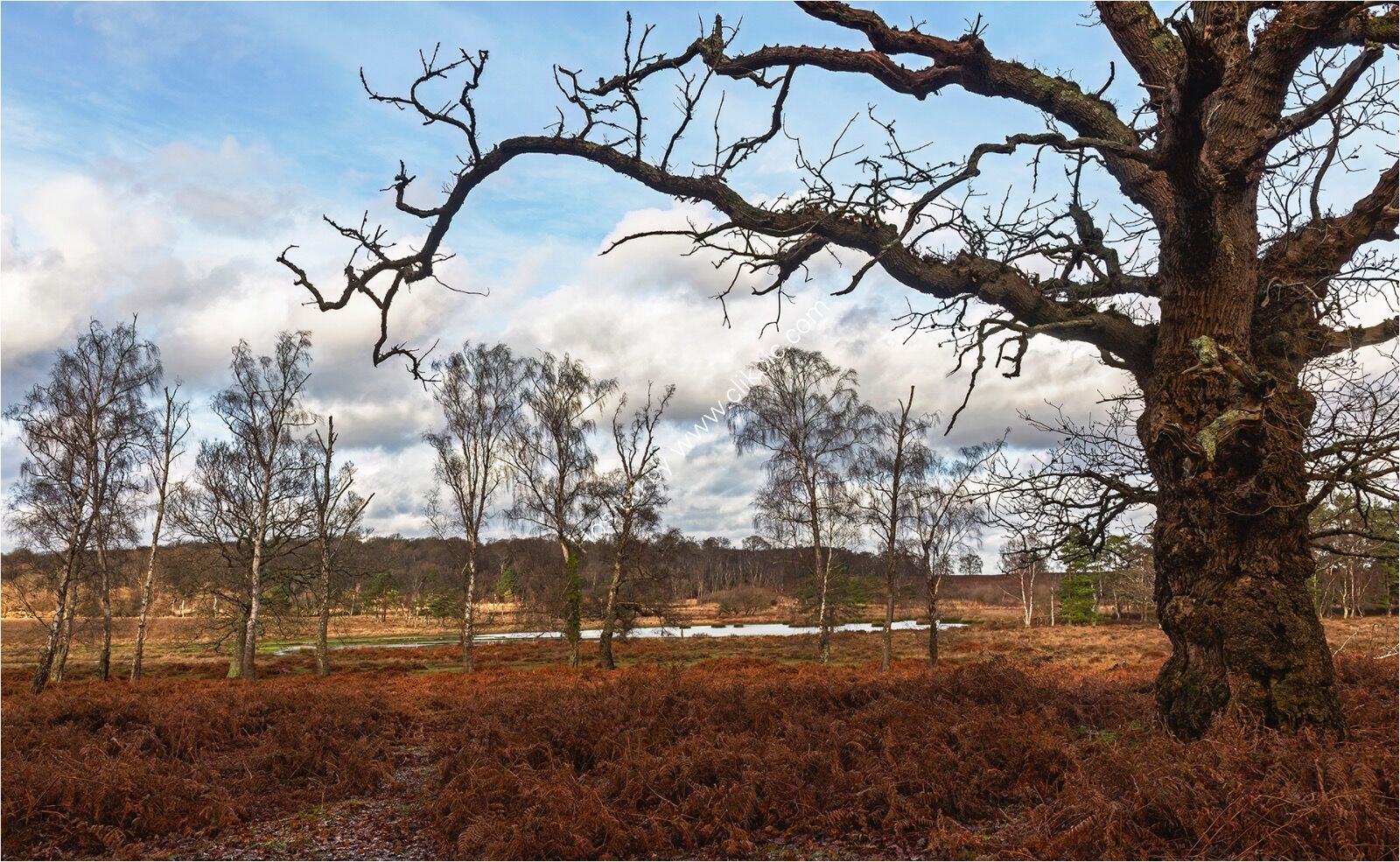 2nd Place - Silver birch tree beyond the old oak