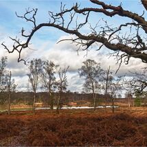 2nd Place - Silver birch tree beyond the old oak