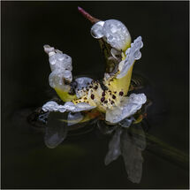 Water Hawthorn flower - H/C -