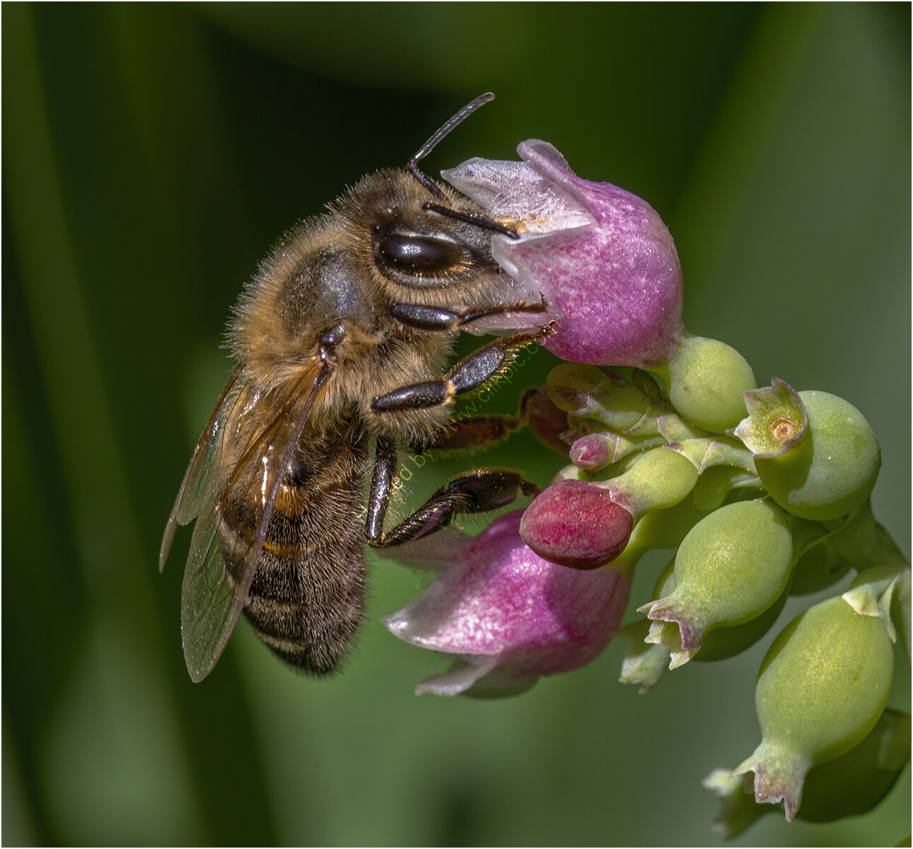 Western Honey Bee feeding - 1st Place -
