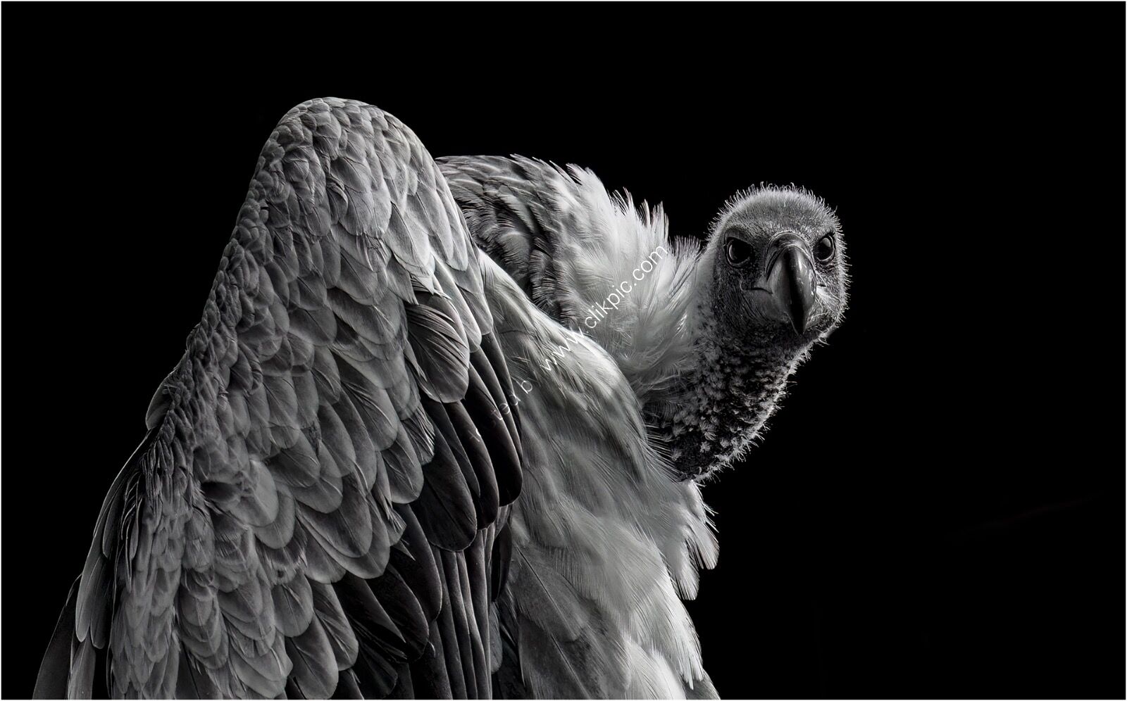 White-Backed Vulture Watching