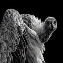White-Backed Vulture Watching