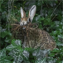 Wild rabbit collecting bedding - H/C