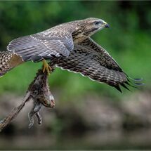 buzzard