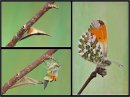 Emerging Orange Tip by Les Stride. Highly Commended