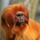Tamarin