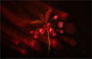 Cherry Firework