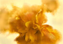 Kerria Japonica Ice Treatment
