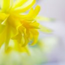 Nov 2016 'Bokeh or Blur'
