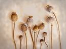 Poppy Seed Heads