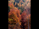Quantock Autumn