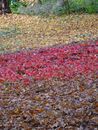 Natures pattern