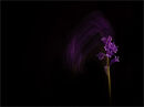 Purple Power