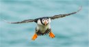 Coming-in to-Land