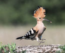 Hopping hoopoe with grub