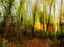Colours of Autumn