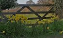 Daffodil Gate