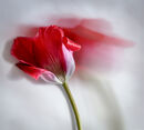 One Red Tulip